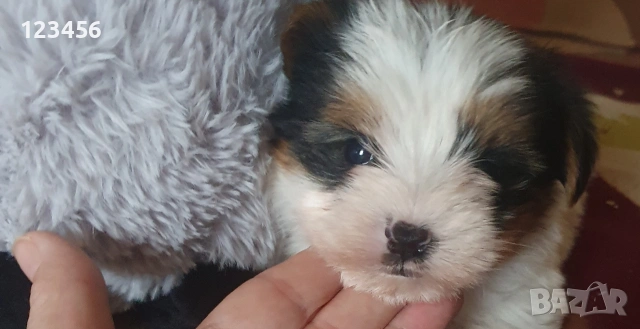 Малки йоркита бивър 