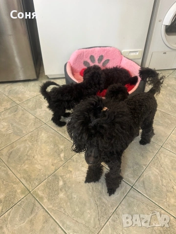 Мини пуделчета, снимка 16 - Пудели - 52762580