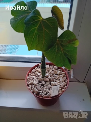 Сукуленти само за ценители