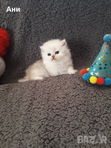 КОТЕНЦЕ МЕЧТА., снимка 6 - Чинчили - 52682521