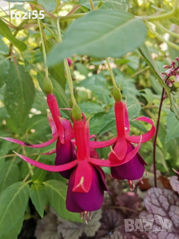 Не вкоренени резници от градинска фуксия, снимка 6 - Градински цветя и растения - 52544012