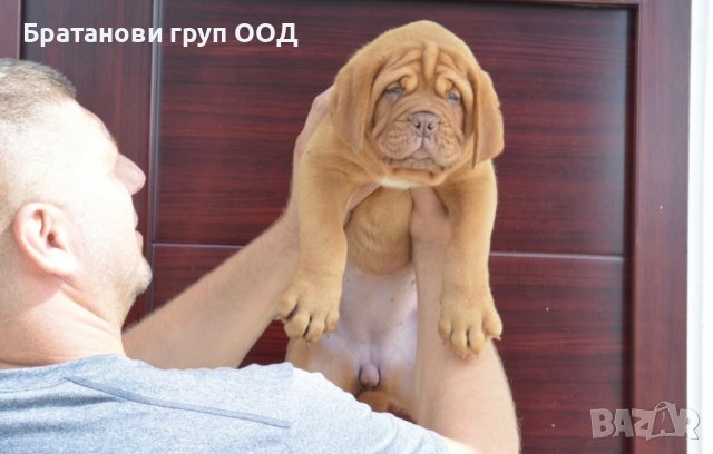 Френски мастиф-Дог де бордо с родословие