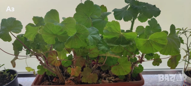 Продавам цветя Мушкато българско, в сандъчета, снимка 2 - Разсади - 51000851