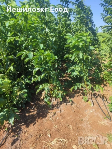 Орехови фиданки. Orehovi fidanki, снимка 5 - Разсади - 51818767