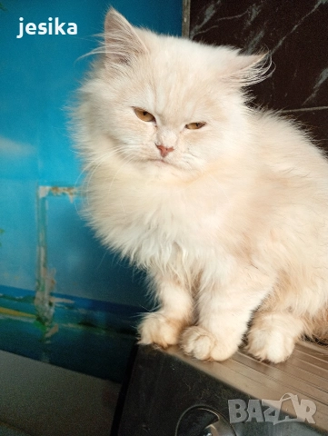 персийски на 4месеца , снимка 5 - Персийска - 52840492