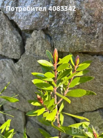 Калистемон червен, снимка 4 - Градински цветя и растения - 49787544