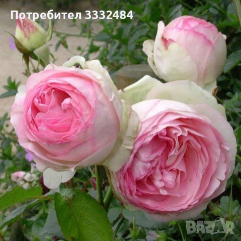 Роза 36, снимка 4 - Градински цветя и растения - 41780765