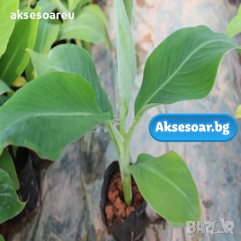 50 бр. Семена от Бонсай бананово дърво екзотични редки плодове палма за декорация на градината, снимка 10 - Сортови семена и луковици - 53258880