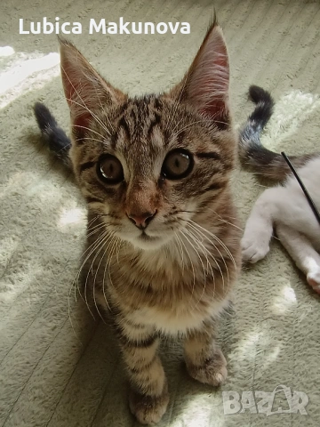 Дарявам, снимка 5 - Мейн кун - 53499972