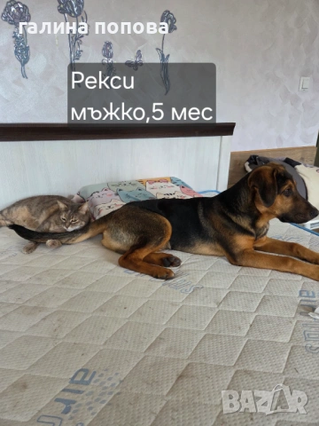 Търся стопани на кученца