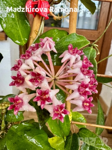Hoya Patricia 