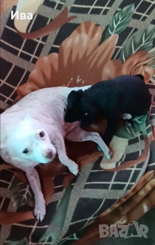 Продавам чистокръвно мини пинчерче мъжко с три ваксини, снимка 4 - Пинчер - 52097857