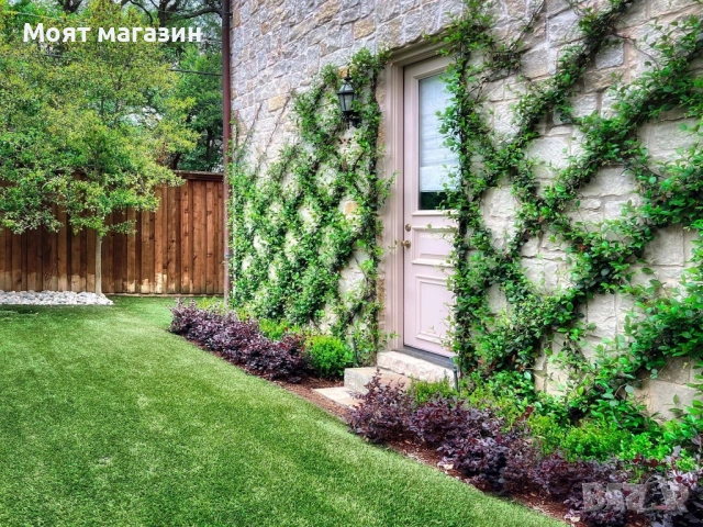 Бръшлян, снимка 2 - Градински цветя и растения - 53645925