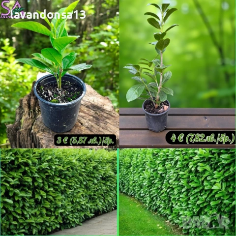 Разсад Лавандула Севтополис, Лавандин и Маслодайна Роза | Директно от производител, снимка 10 - Разсади - 30787134