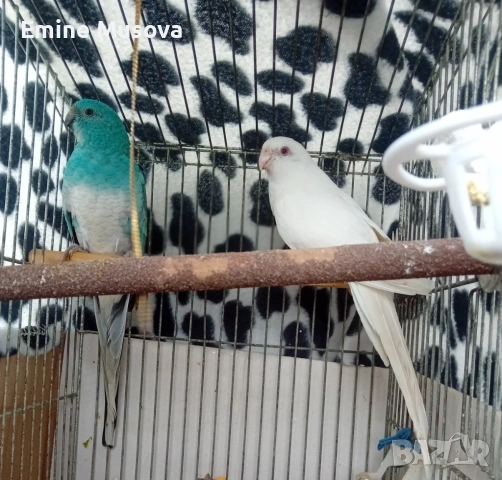 Пойни папагали , снимка 2 - Папагали - 53829067