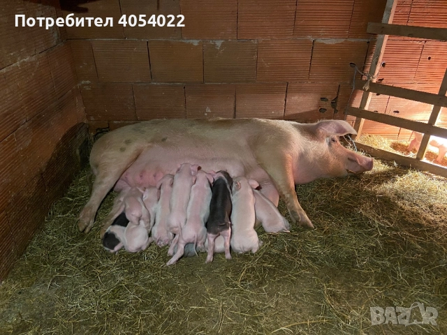 Продавам прасе с малки, снимка 4 - Прасета - 52686902