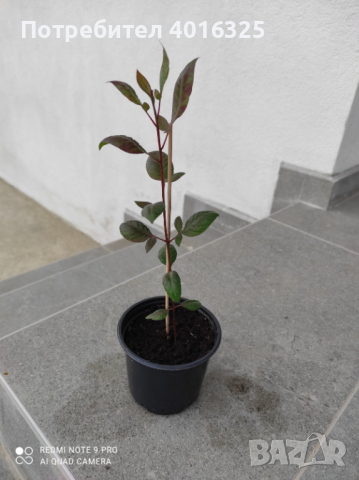 Разсад шамфъстък, снимка 5 - Стайни растения - 44589069