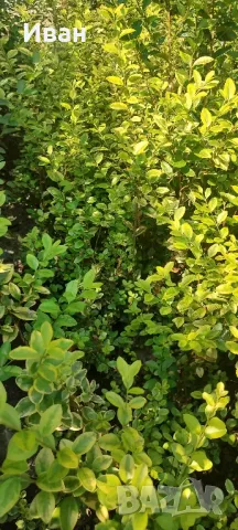 Продавам Лигуструм жълто-зелен (шарен), снимка 3 - Градински цветя и растения - 47559911