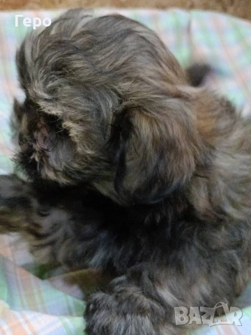 Ши пу, снимка 8 - Ши Тцу - 53678630