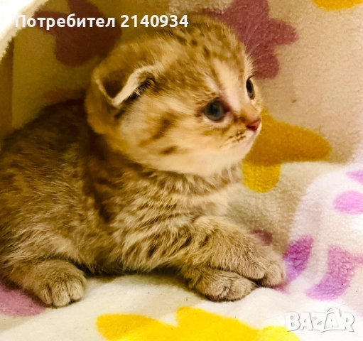 Шотландско клепоухо, златна чинчила, момиче. Къмокосместо, снимка 9 - Чинчили - 52997395