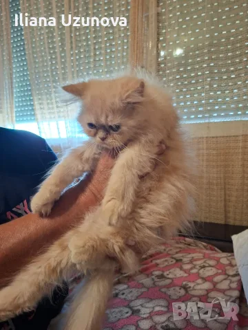 Мъжко персийско котенце , снимка 2 - Персийска - 55990452