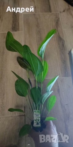 Ехинодориуси видове , снимка 11 - Други - 40880402