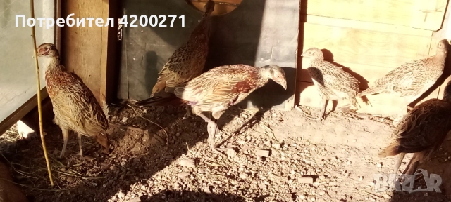  Фазани , снимка 8 - други­ - 49542295