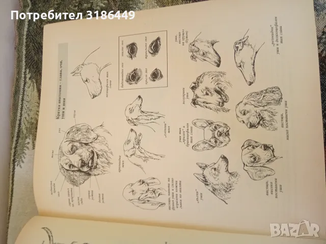 Световна енциклопедия на кучетата, снимка 5 - Енциклопедии, справочници - 48075574
