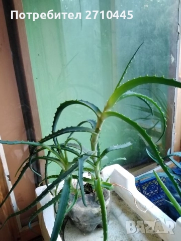 Лечебно Дървовидно Алое, снимка 2 - Стайни растения - 40822679