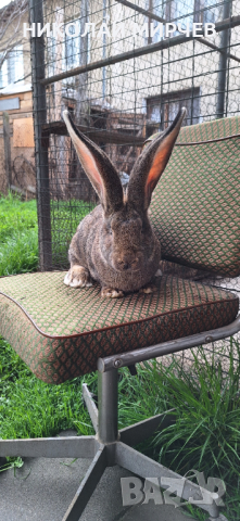 Белгийски великани, снимка 8 - Други животни - 36530605