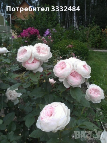 Роза 16, снимка 1