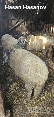 5 офце 4 агнета едната офца е бременна , снимка 5 - Други животни - 53302693