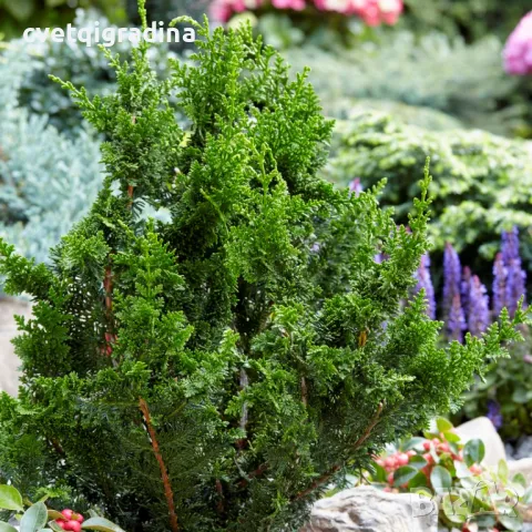 Chamaecyparis ‘Teddy Bear’ (Лъжекипарис Плюшено мече)