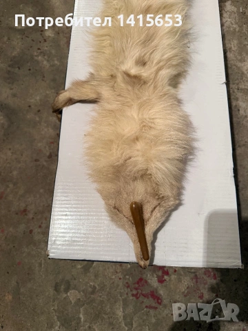 Продавам препарирана лисица, снимка 6 - Други ценни предмети - 53848506