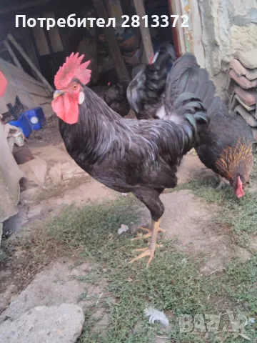  Петел Черен Легхорн Leghorn, снимка 8 - други­ - 55251872
