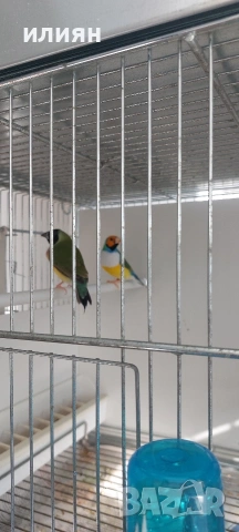 Чифт Гулдови . Японски амадини , снимка 6 - Амадини - 53662690