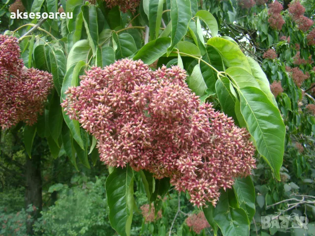 Продавам 400 висококачествени семена от медоносното дърво на пчеларя Еводия Даниели и разсад дръвчет, снимка 7 - Сортови семена и луковици - 49061583