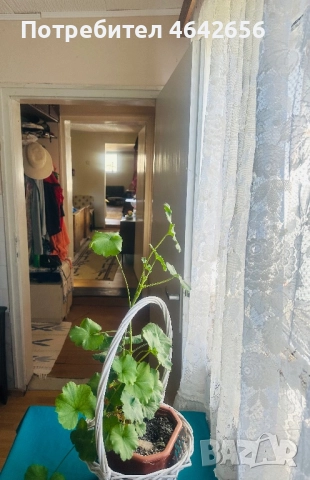 Ремонтирана къща с дворно място в центъра на с.Телиш, обл. Плевен, снимка 8 - Къщи - 52305804