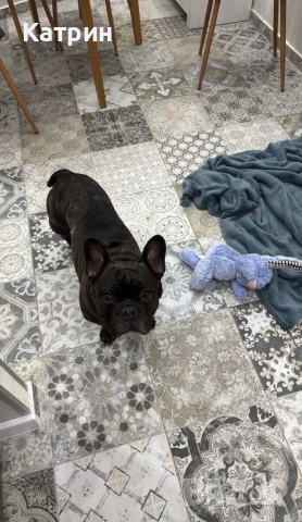 Френски булдог за разплод, снимка 4 - Френски булдог - 51360133