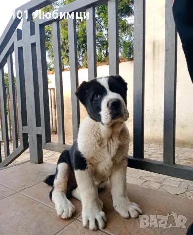 Средноазиатски овчарки с родословие, снимка 4 - Алабай - 47454825