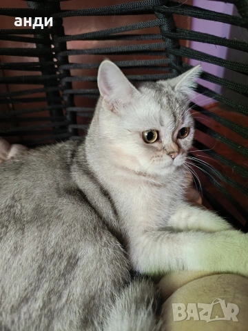 мъжко коте шотландска сребърна чинчила на 7 месеца , снимка 7 - Британска късокосместа - 53838473