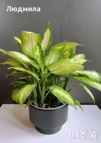 Дифенбафия 'Камила'/Dieffenbachia 'Camilla'