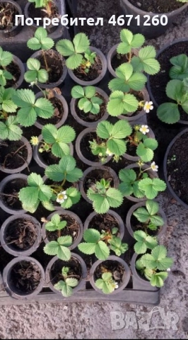 Разсад Ягоди сорт Дели, снимка 2 - Разсади - 52681588