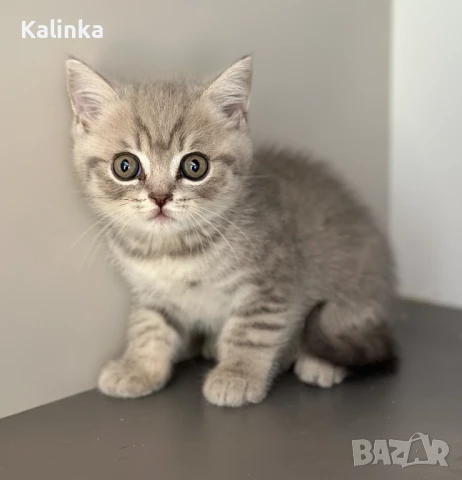 Британско късокосместо таби, снимка 4 - Британска късокосместа - 50895217