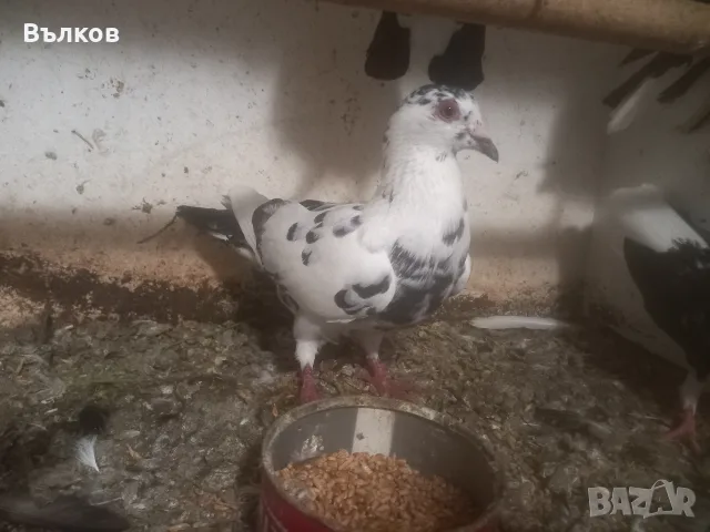 домашни гълъби..