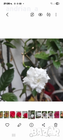 Табернемонтана (Tabernaemontana), снимка 5 - Градински цветя и растения - 51733096