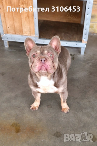 Френски булдог изабела тан , снимка 3 - Френски булдог - 53664230