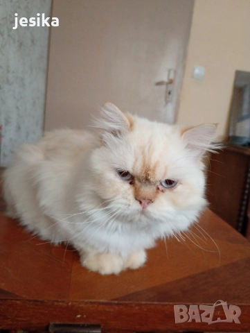 Мъжки персийки с родословие., снимка 7 - Персийска - 51298396