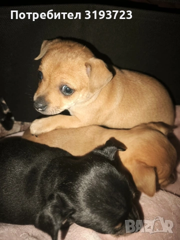 Малки пинчери бебета, снимка 4 - Пинчер - 53383854