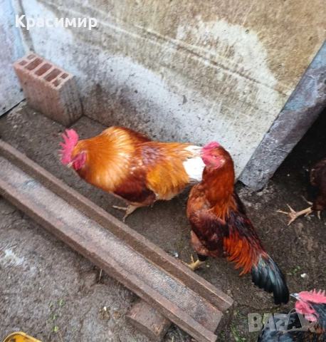Продавам кокошки, петли породисти, неми патици., снимка 10 - Патици и гъски - 48682860
